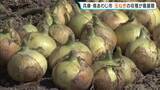 「南あわじ市で玉ねぎの収穫が最盛期　みずみずしくて甘いのが特徴　兵庫・南あわじ市」の画像1