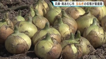 南あわじ市で玉ねぎの収穫が最盛期　みずみずしくて甘いのが特徴　兵庫・南あわじ市