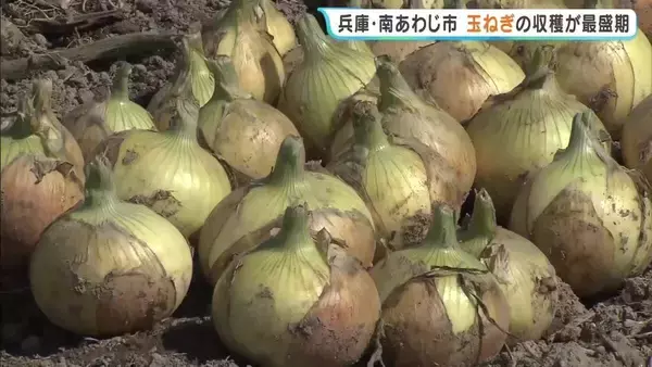 南あわじ市で玉ねぎの収穫が最盛期　みずみずしくて甘いのが特徴　兵庫・南あわじ市