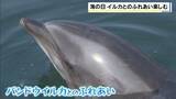 「目の前でイルカが豪快にジャンプ！ふれあい体験も「つるつるしててトマトみたい」海の日に家族連れでにぎわう　兵庫・淡路島」の画像1