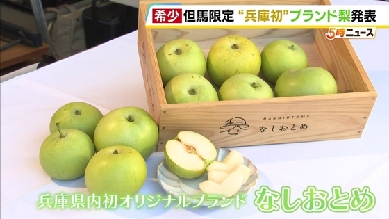 兵庫・但馬でしか食べられない!?文句なしのブランド梨『なしおとめ』糖度は11度以上　甘さのヒミツは「香住ガニ」【開発に23年】
