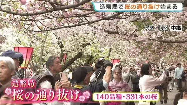 【中継】大阪・造幣局の「桜の通り抜け」始まる　あいにくの曇り空のなか大勢の人が桜に見入る「思っていたより咲いていた。きれい」