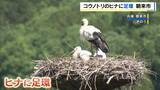 「コウノトリのヒナに足環　「順調に成育している」　個体識別で生態をくわしく調べるねらい　巣立ちは6月上旬ごろの見込み　兵庫・朝来市　」の画像1