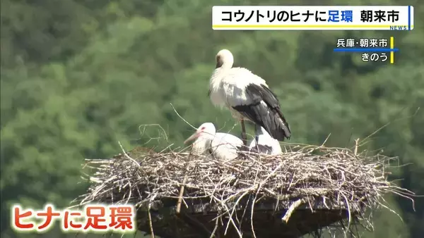 コウノトリのヒナに足環　「順調に成育している」　個体識別で生態をくわしく調べるねらい　巣立ちは6月上旬ごろの見込み　兵庫・朝来市　