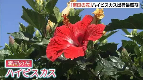 ハイビスカスが出荷最盛期　咲いて１日で散る「１日花」　徳島・小松島市