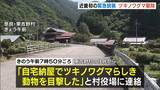 「近畿初「クマ緊急銃猟」住民から連絡受け確認→警察など協議し村が実施決定→麻酔銃を撃ち捕獲後に殺処分　奈良・東吉野村」の画像1