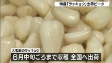 徳島・鳴門市の特産「ラッキョウ」が出荷ピーク迎える『例年通りの出来』