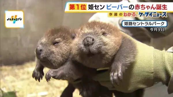 アメリカンビーバーの赤ちゃん誕生！つぶらな瞳が愛くるしい元気いっぱいの双子　約2週間後には展示場で公開予定　姫路セントラルパーク