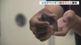 「“世界で最も小さいペンギン”コガタペンギンの赤ちゃん誕生「手のひらより小さくてほわほわ」　和歌山・アドベンチャーワールド」の画像1