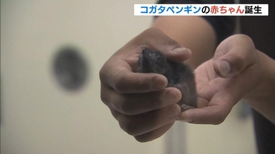 “世界で最も小さいペンギン”コガタペンギンの赤ちゃん誕生「手のひらより小さくてほわほわ」　和歌山・アドベンチャーワールド
