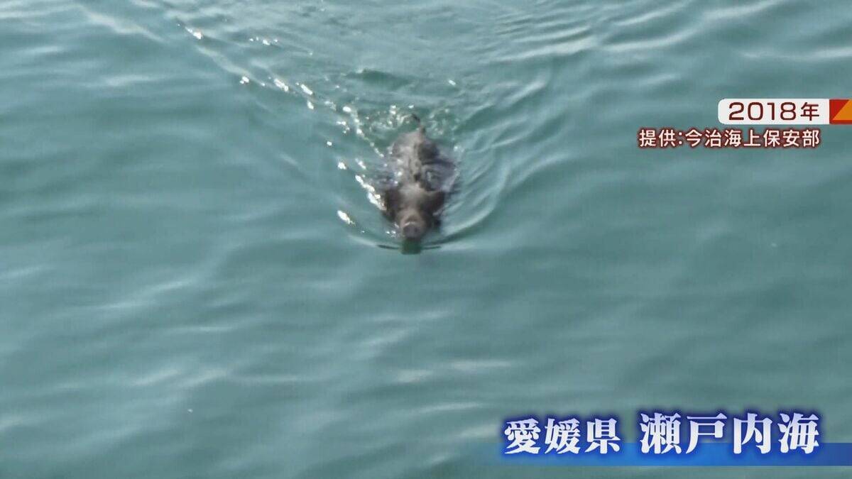 【大繁殖】人口300人の島に300頭のイノシシ　もともとは生息していなかったのになぜ？「泳いで来た」か…島民・行政で対策も数減らず　兵庫の離島で一体何が