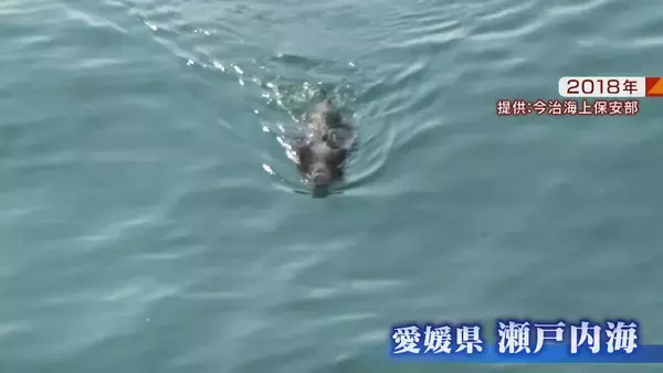 「【大繁殖】人口300人の島に300頭のイノシシ　もともとは生息していなかったのになぜ？「泳いで来た」か…島民・行政で対策も数減らず　兵庫の離島で一体何が」の画像