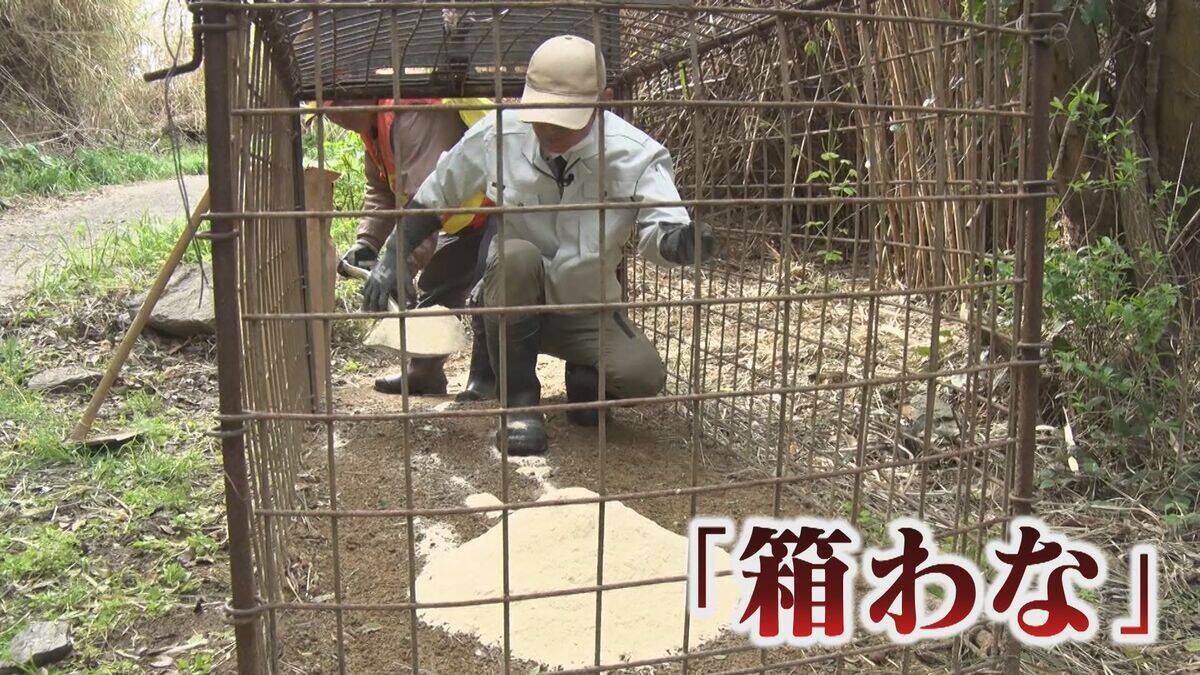 【大繁殖】人口300人の島に300頭のイノシシ　もともとは生息していなかったのになぜ？「泳いで来た」か…島民・行政で対策も数減らず　兵庫の離島で一体何が