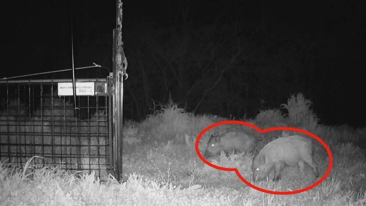 【大繁殖】人口300人の島に300頭のイノシシ　もともとは生息していなかったのになぜ？「泳いで来た」か…島民・行政で対策も数減らず　兵庫の離島で一体何が