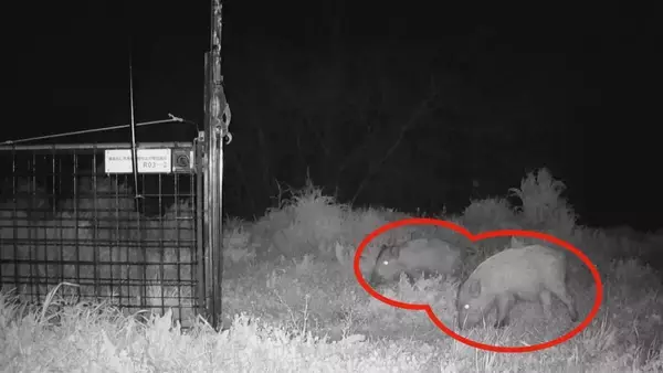 「【大繁殖】人口300人の島に300頭のイノシシ　もともとは生息していなかったのになぜ？「泳いで来た」か…島民・行政で対策も数減らず　兵庫の離島で一体何が」の画像