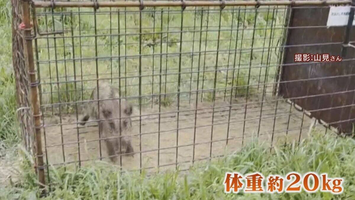 【大繁殖】人口300人の島に300頭のイノシシ　もともとは生息していなかったのになぜ？「泳いで来た」か…島民・行政で対策も数減らず　兵庫の離島で一体何が