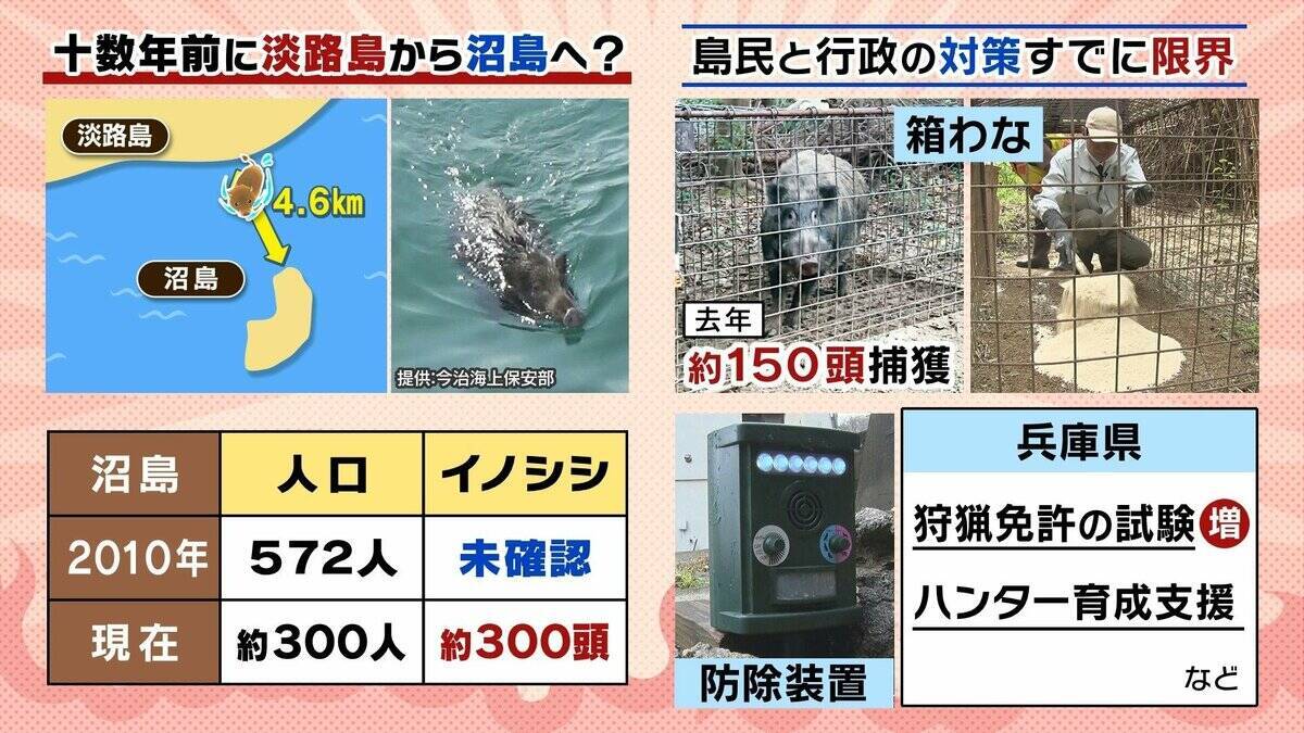 【大繁殖】人口300人の島に300頭のイノシシ　もともとは生息していなかったのになぜ？「泳いで来た」か…島民・行政で対策も数減らず　兵庫の離島で一体何が