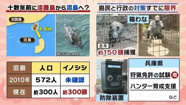 「【大繁殖】人口300人の島に300頭のイノシシ　もともとは生息していなかったのになぜ？「泳いで来た」か…島民・行政で対策も数減らず　兵庫の離島で一体何が」の画像
