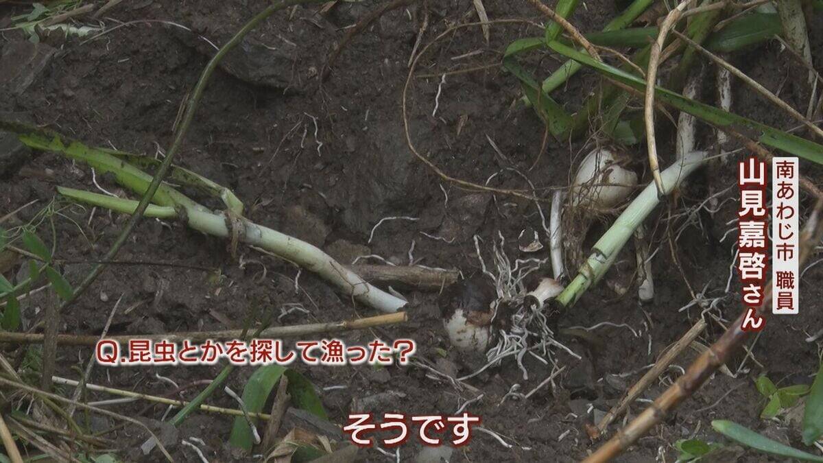 【大繁殖】人口300人の島に300頭のイノシシ　もともとは生息していなかったのになぜ？「泳いで来た」か…島民・行政で対策も数減らず　兵庫の離島で一体何が