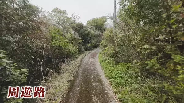 「【大繁殖】人口300人の島に300頭のイノシシ　もともとは生息していなかったのになぜ？「泳いで来た」か…島民・行政で対策も数減らず　兵庫の離島で一体何が」の画像