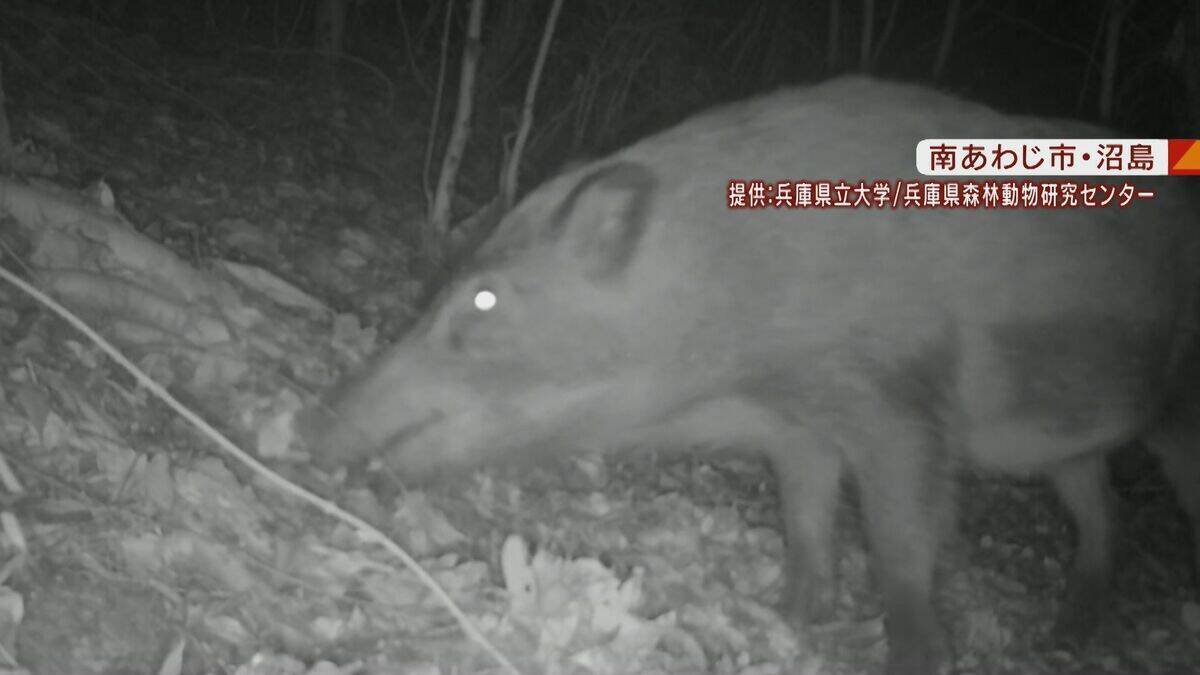 【大繁殖】人口300人の島に300頭のイノシシ　もともとは生息していなかったのになぜ？「泳いで来た」か…島民・行政で対策も数減らず　兵庫の離島で一体何が