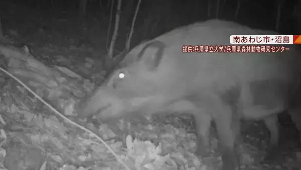 「【大繁殖】人口300人の島に300頭のイノシシ　もともとは生息していなかったのになぜ？「泳いで来た」か…島民・行政で対策も数減らず　兵庫の離島で一体何が」の画像