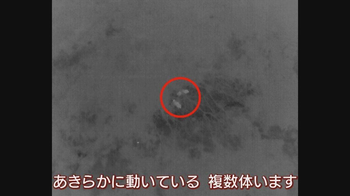 【大繁殖】人口300人の島に300頭のイノシシ　もともとは生息していなかったのになぜ？「泳いで来た」か…島民・行政で対策も数減らず　兵庫の離島で一体何が