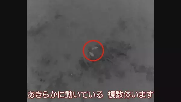 「【大繁殖】人口300人の島に300頭のイノシシ　もともとは生息していなかったのになぜ？「泳いで来た」か…島民・行政で対策も数減らず　兵庫の離島で一体何が」の画像
