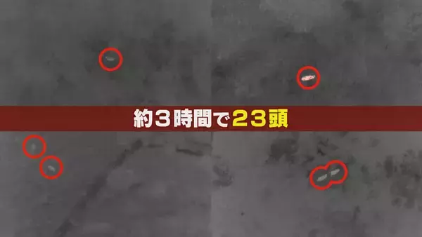 「【大繁殖】人口300人の島に300頭のイノシシ　もともとは生息していなかったのになぜ？「泳いで来た」か…島民・行政で対策も数減らず　兵庫の離島で一体何が」の画像