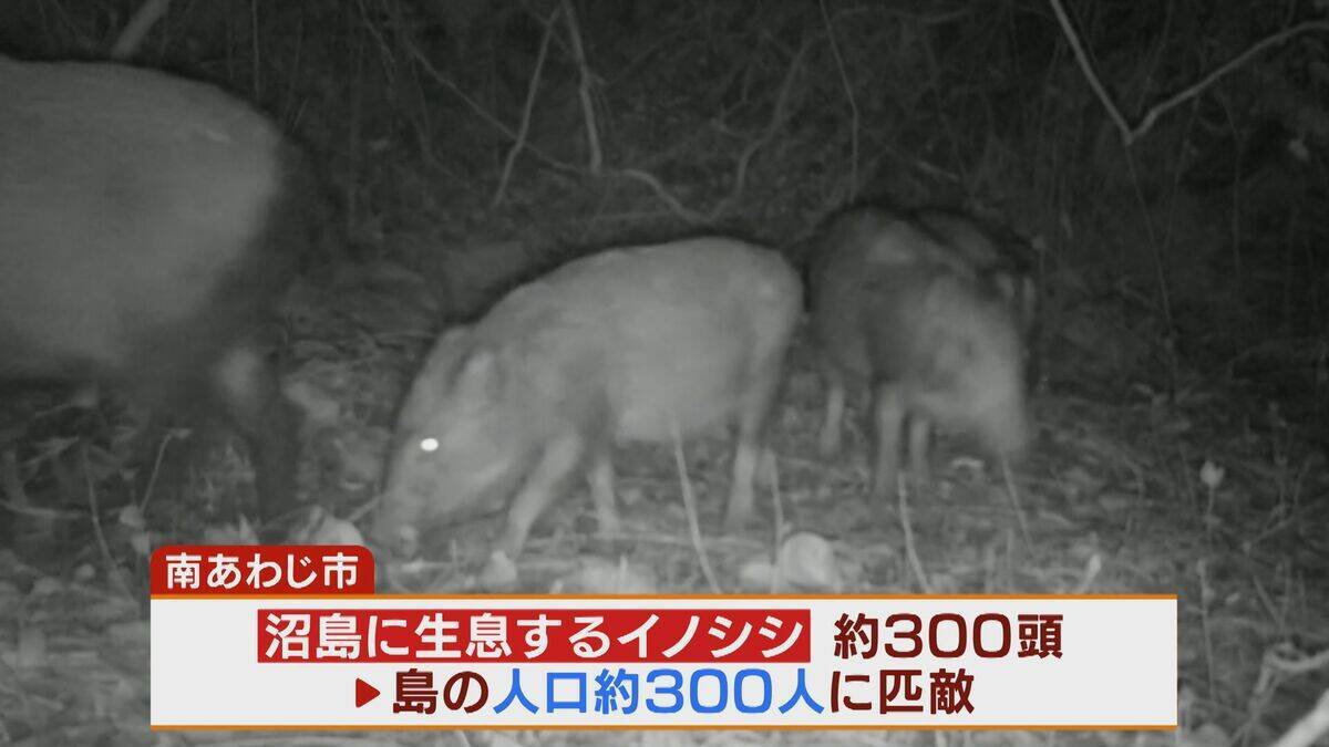 【大繁殖】人口300人の島に300頭のイノシシ　もともとは生息していなかったのになぜ？「泳いで来た」か…島民・行政で対策も数減らず　兵庫の離島で一体何が