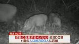 「【大繁殖】人口300人の島に300頭のイノシシ　もともとは生息していなかったのになぜ？「泳いで来た」か…島民・行政で対策も数減らず　兵庫の離島で一体何が」の画像8
