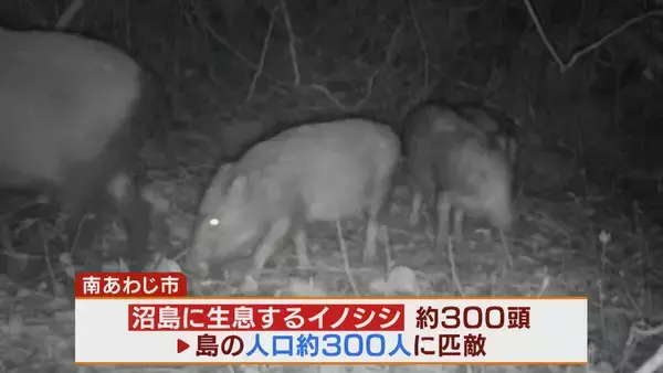 「【大繁殖】人口300人の島に300頭のイノシシ　もともとは生息していなかったのになぜ？「泳いで来た」か…島民・行政で対策も数減らず　兵庫の離島で一体何が」の画像
