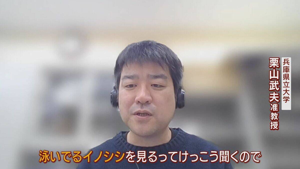 【大繁殖】人口300人の島に300頭のイノシシ　もともとは生息していなかったのになぜ？「泳いで来た」か…島民・行政で対策も数減らず　兵庫の離島で一体何が