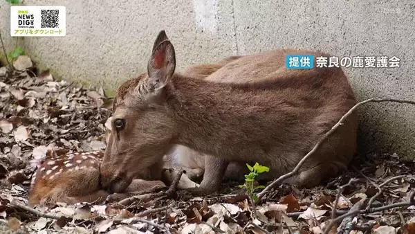 毛づくろいされてうとうと…シカの赤ちゃん誕生　今年から公園内で出産「少し離れた場所から温かく見守ってほしい」　奈良公園