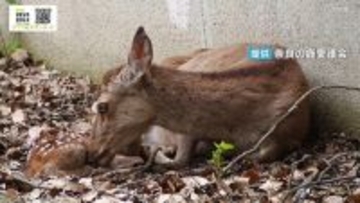 毛づくろいされてうとうと…シカの赤ちゃん誕生　今年から公園内で出産「少し離れた場所から温かく見守ってほしい」　奈良公園