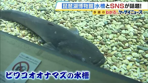 【琵琶湖博物館】ビワコオオナマズの新水槽が公開！2023年に破損するも寄付募り新設　「弥生土器でお米は炊ける？」マニアック研究シリーズがYouTubeで大反響！