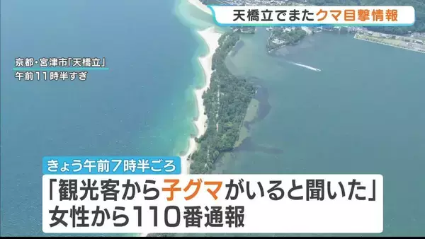 【またクマ？】「観光客から子熊がいると聞いた」京都の『天橋立』で目撃情報　松並木を通行止めして捜索中　おととい10日にも1頭捕獲　京都・宮津市
