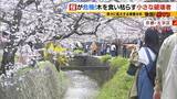 「「いよいよ来てしまった…」桜の木を食い枯らす“小さな破壊者”『クビアカツヤカミキリ』異常な繁殖力で被害急拡大…桜の名所が消える危機に自治体も対応に苦慮「一度侵入許すと根絶は困難」」の画像1
