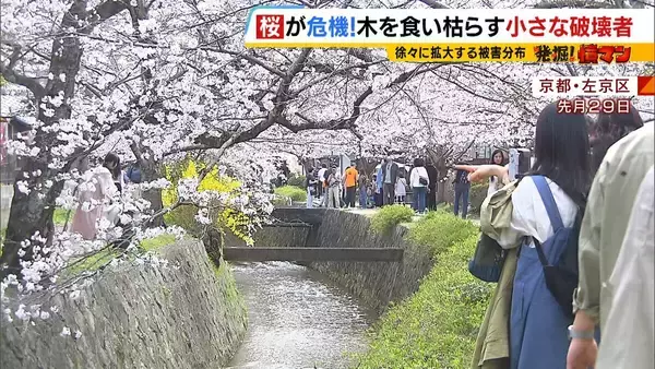 「いよいよ来てしまった…」桜の木を食い枯らす“小さな破壊者”『クビアカツヤカミキリ』異常な繁殖力で被害急拡大…桜の名所が消える危機に自治体も対応に苦慮「一度侵入許すと根絶は困難」