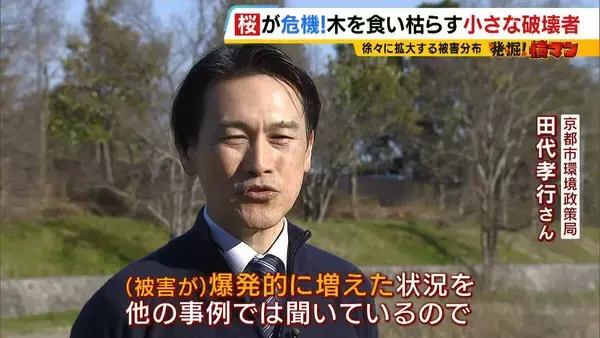 「「いよいよ来てしまった…」桜の木を食い枯らす“小さな破壊者”『クビアカツヤカミキリ』異常な繁殖力で被害急拡大…桜の名所が消える危機に自治体も対応に苦慮「一度侵入許すと根絶は困難」」の画像