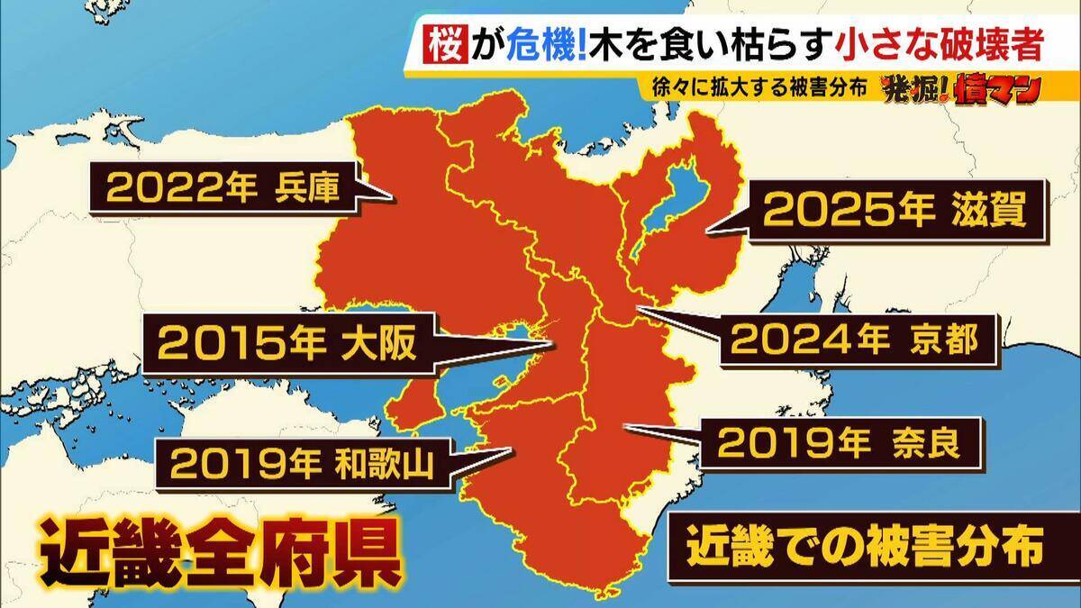 「いよいよ来てしまった…」桜の木を食い枯らす“小さな破壊者”『クビアカツヤカミキリ』異常な繁殖力で被害急拡大…桜の名所が消える危機に自治体も対応に苦慮「一度侵入許すと根絶は困難」