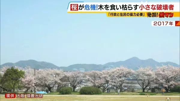 「「いよいよ来てしまった…」桜の木を食い枯らす“小さな破壊者”『クビアカツヤカミキリ』異常な繁殖力で被害急拡大…桜の名所が消える危機に自治体も対応に苦慮「一度侵入許すと根絶は困難」」の画像