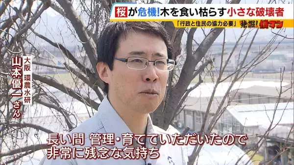 「「いよいよ来てしまった…」桜の木を食い枯らす“小さな破壊者”『クビアカツヤカミキリ』異常な繁殖力で被害急拡大…桜の名所が消える危機に自治体も対応に苦慮「一度侵入許すと根絶は困難」」の画像