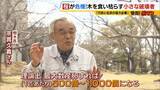 「「いよいよ来てしまった…」桜の木を食い枯らす“小さな破壊者”『クビアカツヤカミキリ』異常な繁殖力で被害急拡大…桜の名所が消える危機に自治体も対応に苦慮「一度侵入許すと根絶は困難」」の画像15