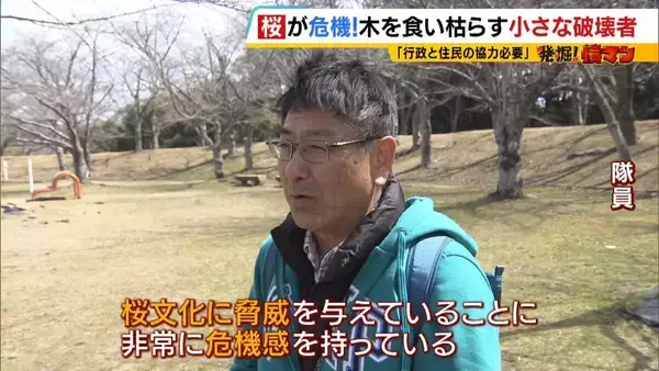 「「いよいよ来てしまった…」桜の木を食い枯らす“小さな破壊者”『クビアカツヤカミキリ』異常な繁殖力で被害急拡大…桜の名所が消える危機に自治体も対応に苦慮「一度侵入許すと根絶は困難」」の画像