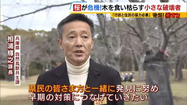 「「いよいよ来てしまった…」桜の木を食い枯らす“小さな破壊者”『クビアカツヤカミキリ』異常な繁殖力で被害急拡大…桜の名所が消える危機に自治体も対応に苦慮「一度侵入許すと根絶は困難」」の画像