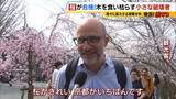 「「いよいよ来てしまった…」桜の木を食い枯らす“小さな破壊者”『クビアカツヤカミキリ』異常な繁殖力で被害急拡大…桜の名所が消える危機に自治体も対応に苦慮「一度侵入許すと根絶は困難」」の画像2