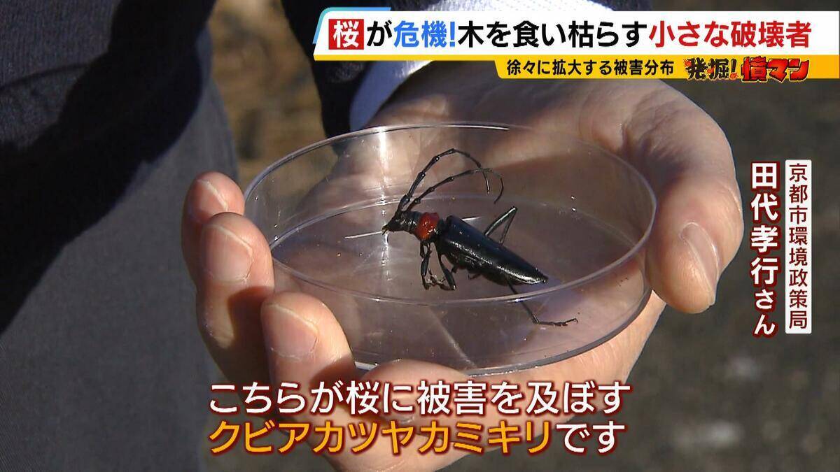 「いよいよ来てしまった…」桜の木を食い枯らす“小さな破壊者”『クビアカツヤカミキリ』異常な繁殖力で被害急拡大…桜の名所が消える危機に自治体も対応に苦慮「一度侵入許すと根絶は困難」