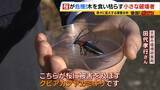 「「いよいよ来てしまった…」桜の木を食い枯らす“小さな破壊者”『クビアカツヤカミキリ』異常な繁殖力で被害急拡大…桜の名所が消える危機に自治体も対応に苦慮「一度侵入許すと根絶は困難」」の画像4