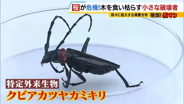 「「いよいよ来てしまった…」桜の木を食い枯らす“小さな破壊者”『クビアカツヤカミキリ』異常な繁殖力で被害急拡大…桜の名所が消える危機に自治体も対応に苦慮「一度侵入許すと根絶は困難」」の画像